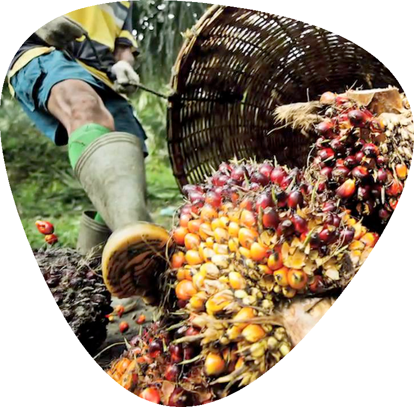 https://croesus.com.my/wp-content/uploads/2020/10/palmoil.png